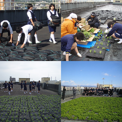 常緑キリンソウ袋方式施工事例（砂防堰堤、法面、住宅屋根、壁面）簡単屋上緑化事例
